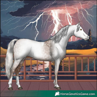 Horse Color:Gray Silver Black Pearl Tobiano