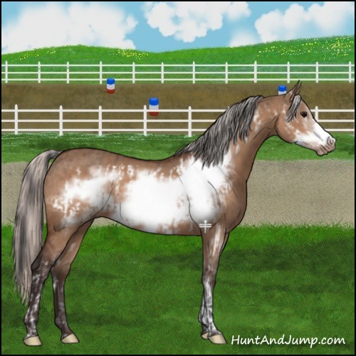 Horse Color:Bay Dun Frame  and Silver Bay Dun Frame 