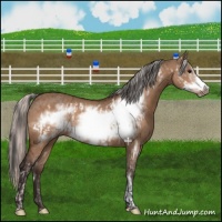 Horse Color:Bay Dun Frame  and Silver Bay Dun Frame 