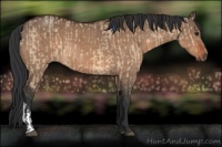 Horse Color:Bay Dun  and Brown Dun 