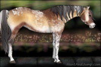 Horse Color:Buckskin Onyx Tobiano 