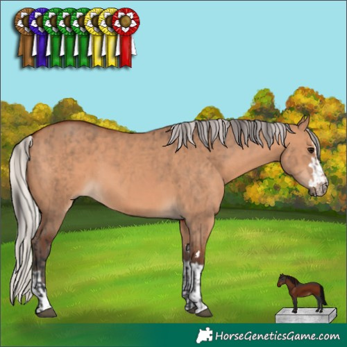 Horse Color:Bay Dun and Silver Bay Dun