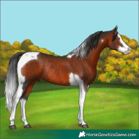 Horse Color:Brown Splash Tobiano Rabicano