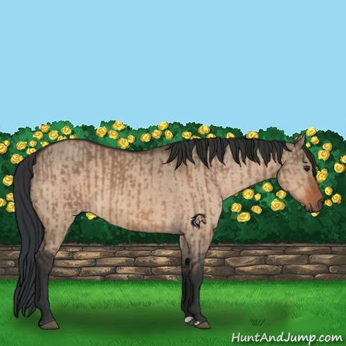 Horse Color:Brown Dun and Bay Dun