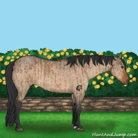 Horse Color:Brown Dun  and Bay Dun 