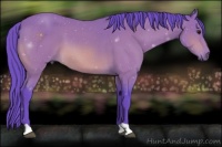 Horse Color:Watercolor Bay 