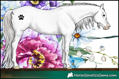 Horse Color:White Spotted Silver Brown Snowcap