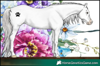 Horse Color:White Spotted Silver Brown Snowcap