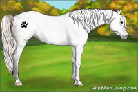 Horse Color:Gray White Spotted Silver Bay Appaloosa 