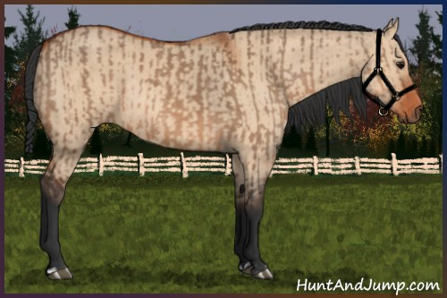 Horse Color:Bay Dun  and Bay Dun 