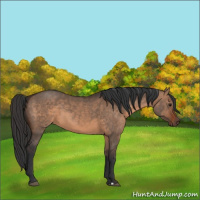 Horse Color:Brown Dun and Brown Dun