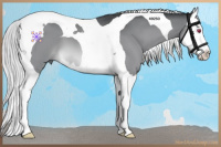 Horse Color:Silver Brown Chinchilla Splash Tobiano 