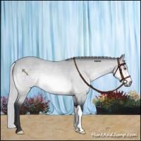 Horse Color:Silver Bay Chinchilla 