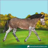 Horse Color:Bay Dun and Bay Dun Splash