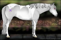 Horse Color:Silver Bay Chinchilla Tobiano