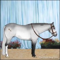 Horse Color:Silver Bay Chinchilla Rabicano 