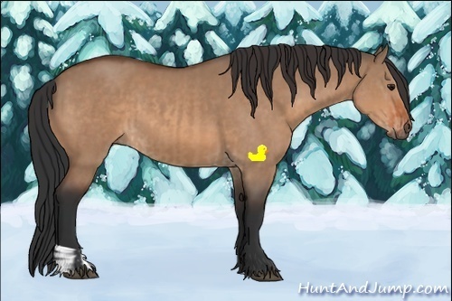 Horse Color:Bay Dun and Bay Dun