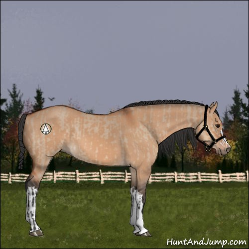Horse Color:Bay Dun  and Brown Dun 
