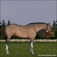 Horse Color:Bay Dun  and Bay Dun 