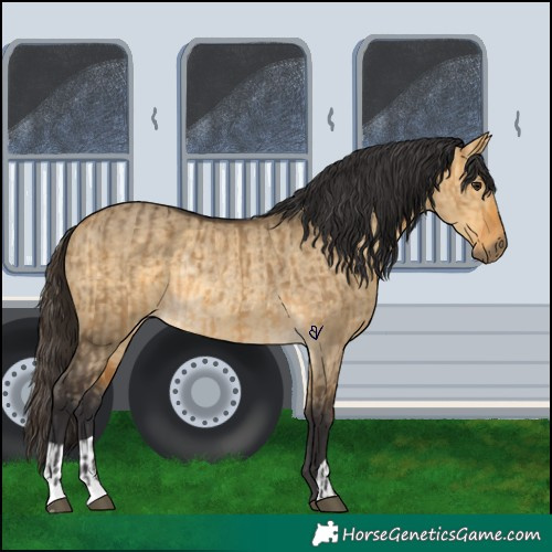 Horse Color:Buckskin Dun  and Buckskin Dun Rabicano 