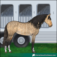 Horse Color:Buckskin Dun  and Buckskin Dun Rabicano 