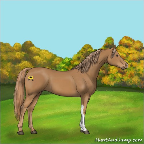 Horse Color:Chestnut 