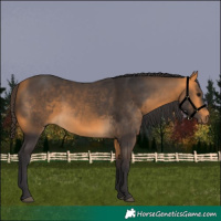 Horse Color:Buckskin 