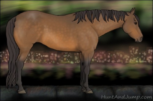 Horse Color:Buckskin 
