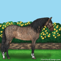 Horse Color:Brown Dun  and Brown Dun 