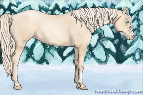 Horse Color:Gold Cream Champagne Pearl 