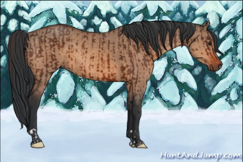 Horse Color:Brown and Bay Dun