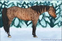 Horse Color:Brown and Bay Dun