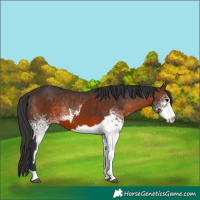 Horse Color:Brown Sabino  and White Spotted Brown Rabicano 