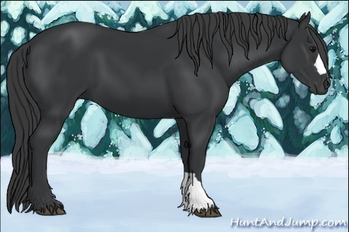 Horse Color:Black 