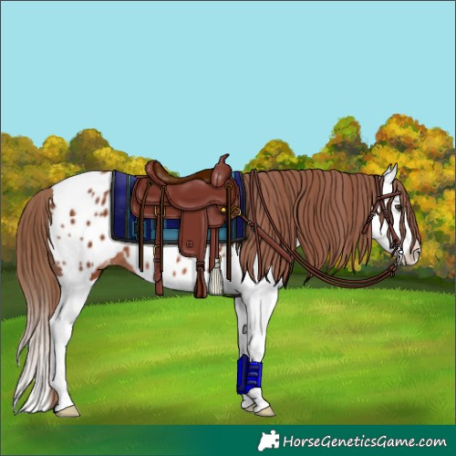 Horse Color:Chestnut Splash Near Leopard