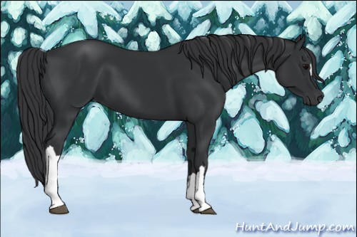 Horse Color:Black 
