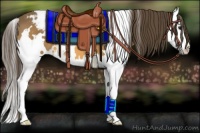 Horse Color:White Spotted Buckskin Splash Appaloosa 