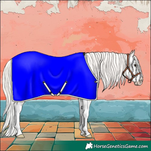 Horse Color:Silver Bay Dun Splash Appaloosa 