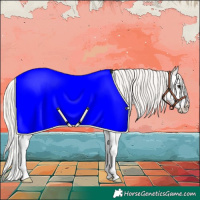 Horse Color:Silver Bay Dun Splash Appaloosa 
