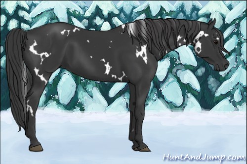 Horse Color:White Spotted Black 