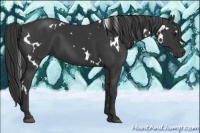 Horse Color:White Spotted Black 