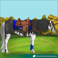 Horse Color:Black Splash