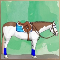 Horse Color:Chestnut Splash 