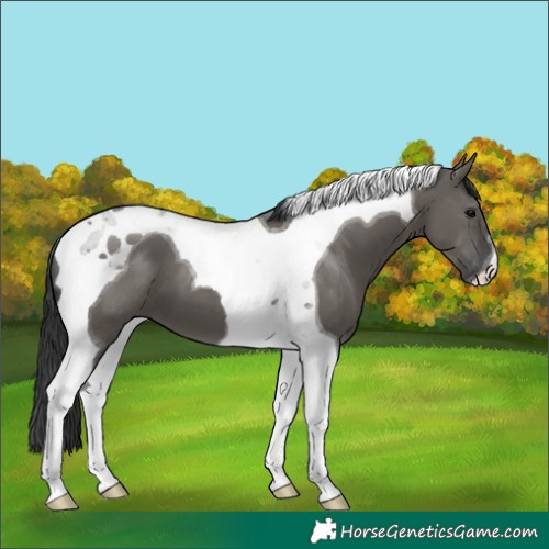 Horse Color:Grullo Tobiano