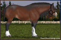 Horse Color:Brown 