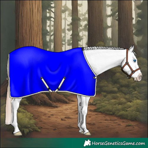 Horse Color:White Spotted Red Dun Splash Appaloosa 