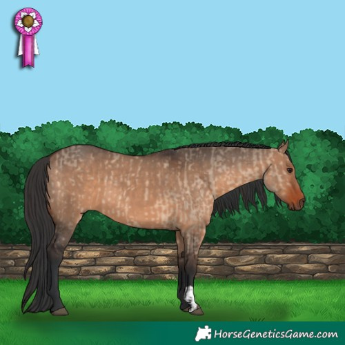 Horse Color:Brown Dun and Brown Dun