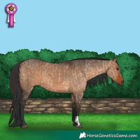 Horse Color:Brown Dun  and Brown Dun 