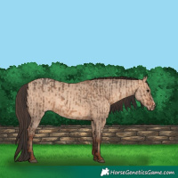 Horse Color:Bay Dun  and Amber Champagne Dun 