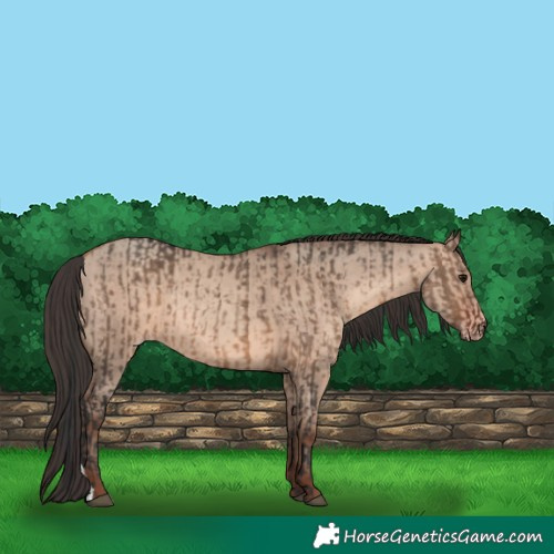 Horse Color:Brown Dun  and Sable Champagne Dun 